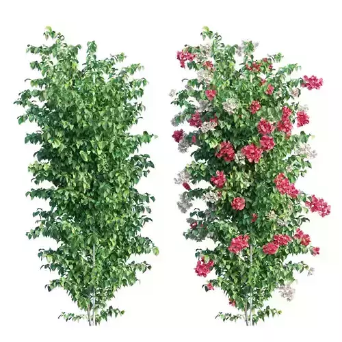 Bougainvillea plant set 42