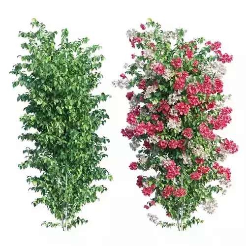 Bougainvilleaplant set 41