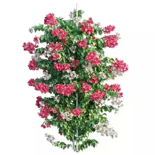 Bougainvillea plant set 38