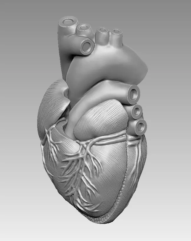  human heart 3D print model 3D print model_0