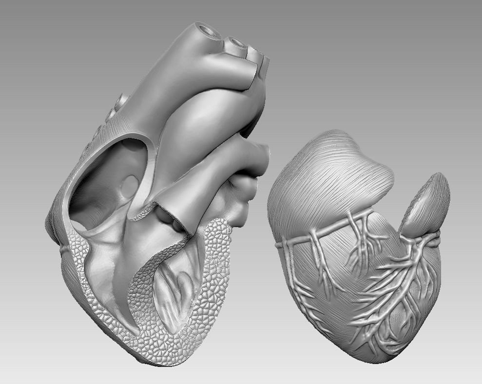  human heart 3D print model 3D print model_2