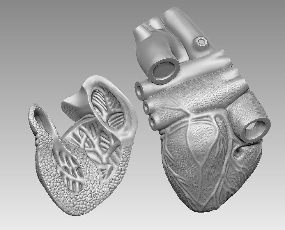  human heart 3D print model 3D print model_3