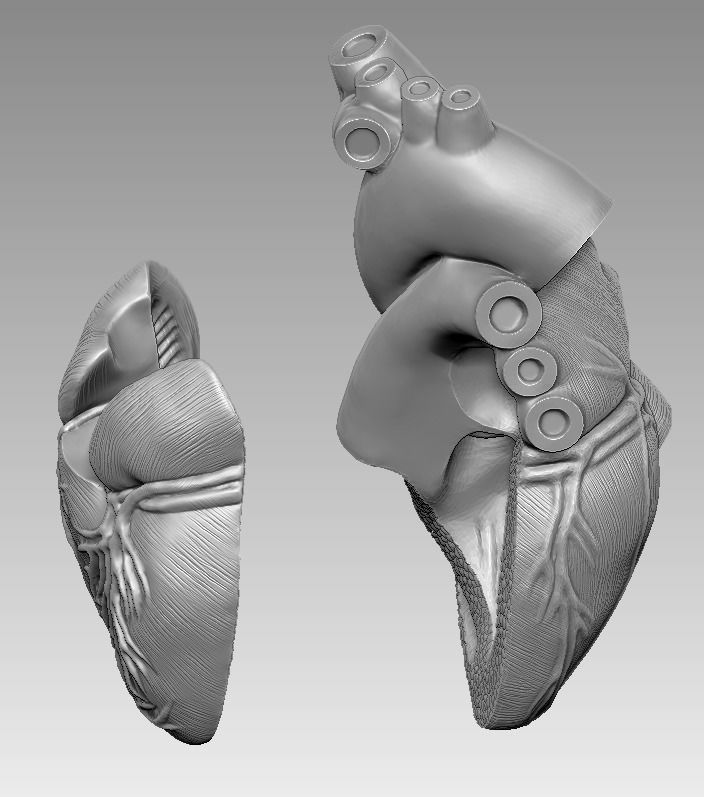  human heart 3D print model 3D print model_4