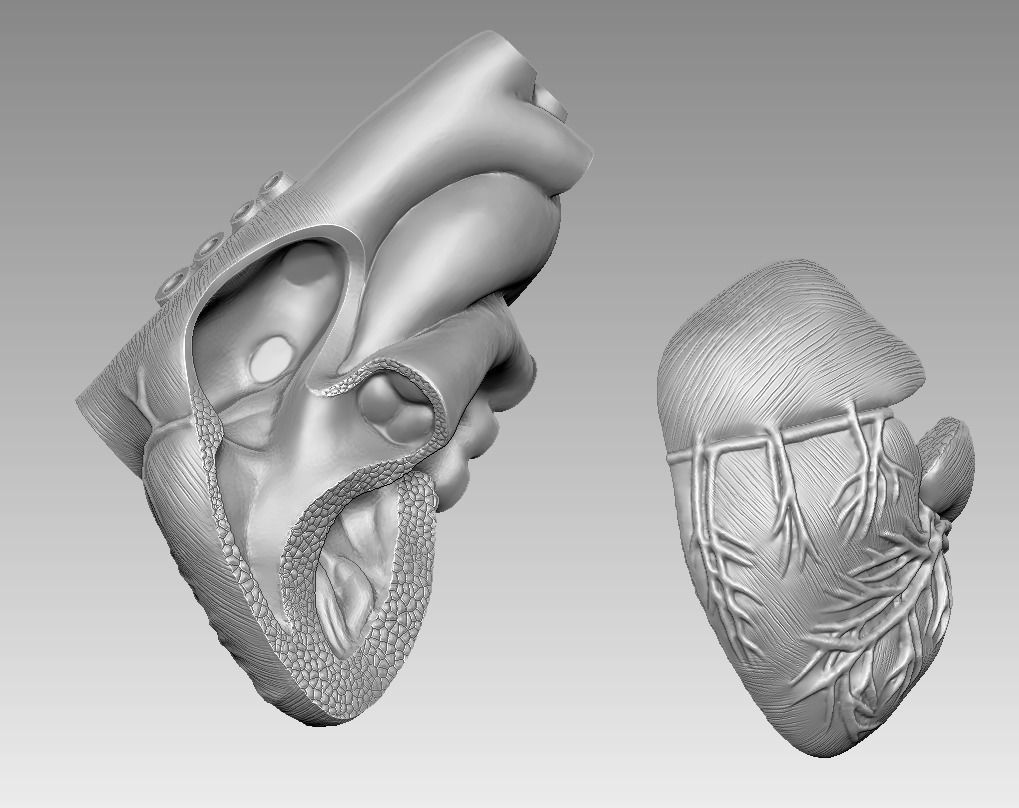  human heart 3D print model 3D print model_5