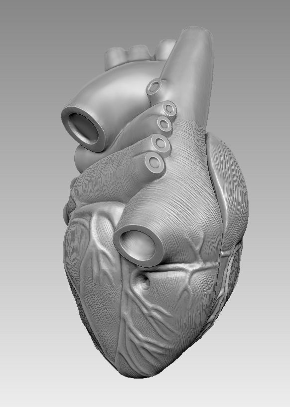  human heart 3D print model 3D print model_1