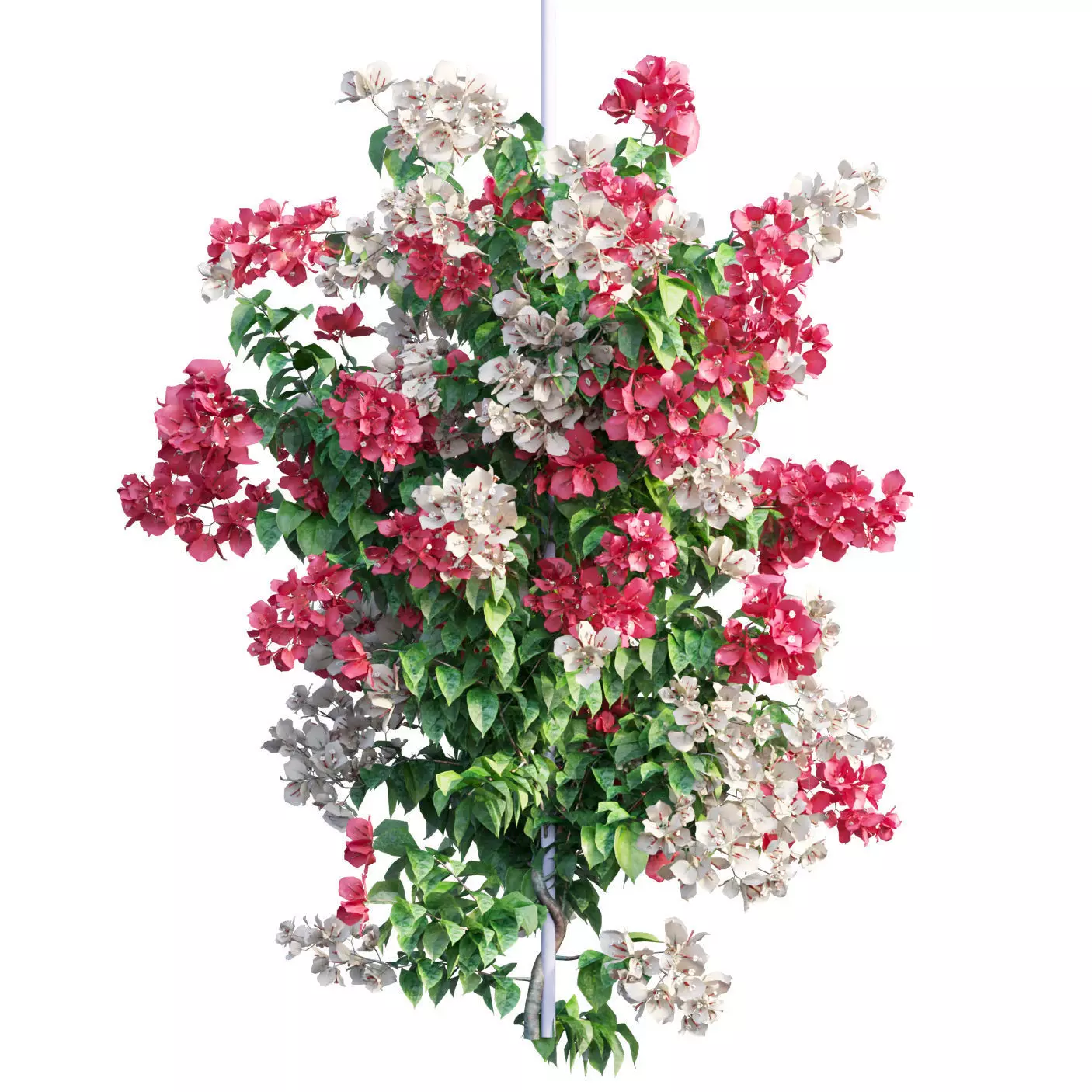 Bougainvillea  plant set 40 3D model_0