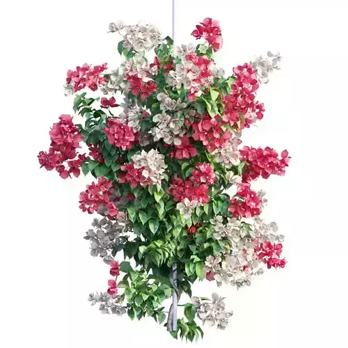 Bougainvillea  plant set 40 3D model