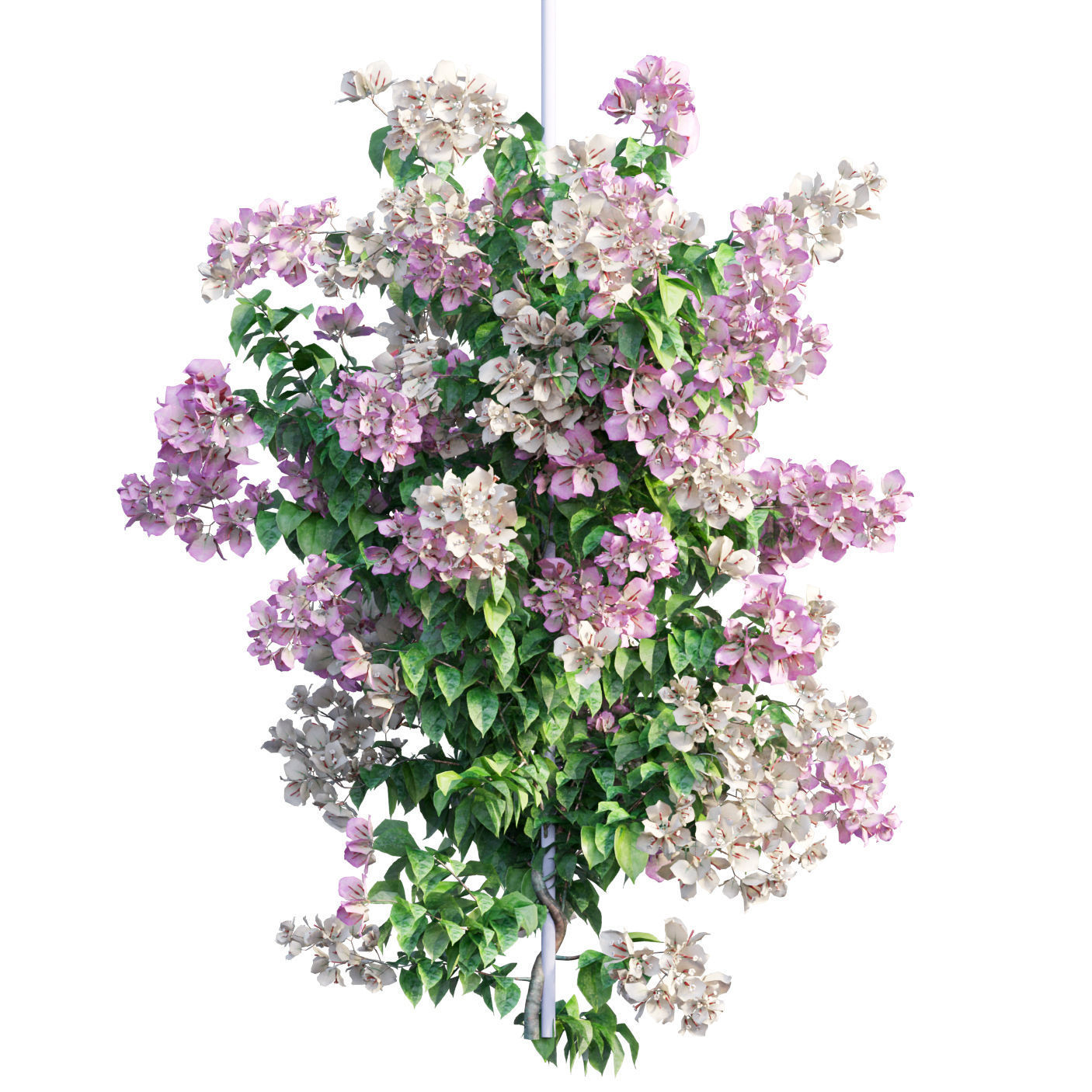 Bougainvillea  plant set 40 3D model_1