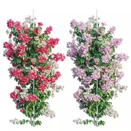 Bougainvillea  plant set 39 3D model