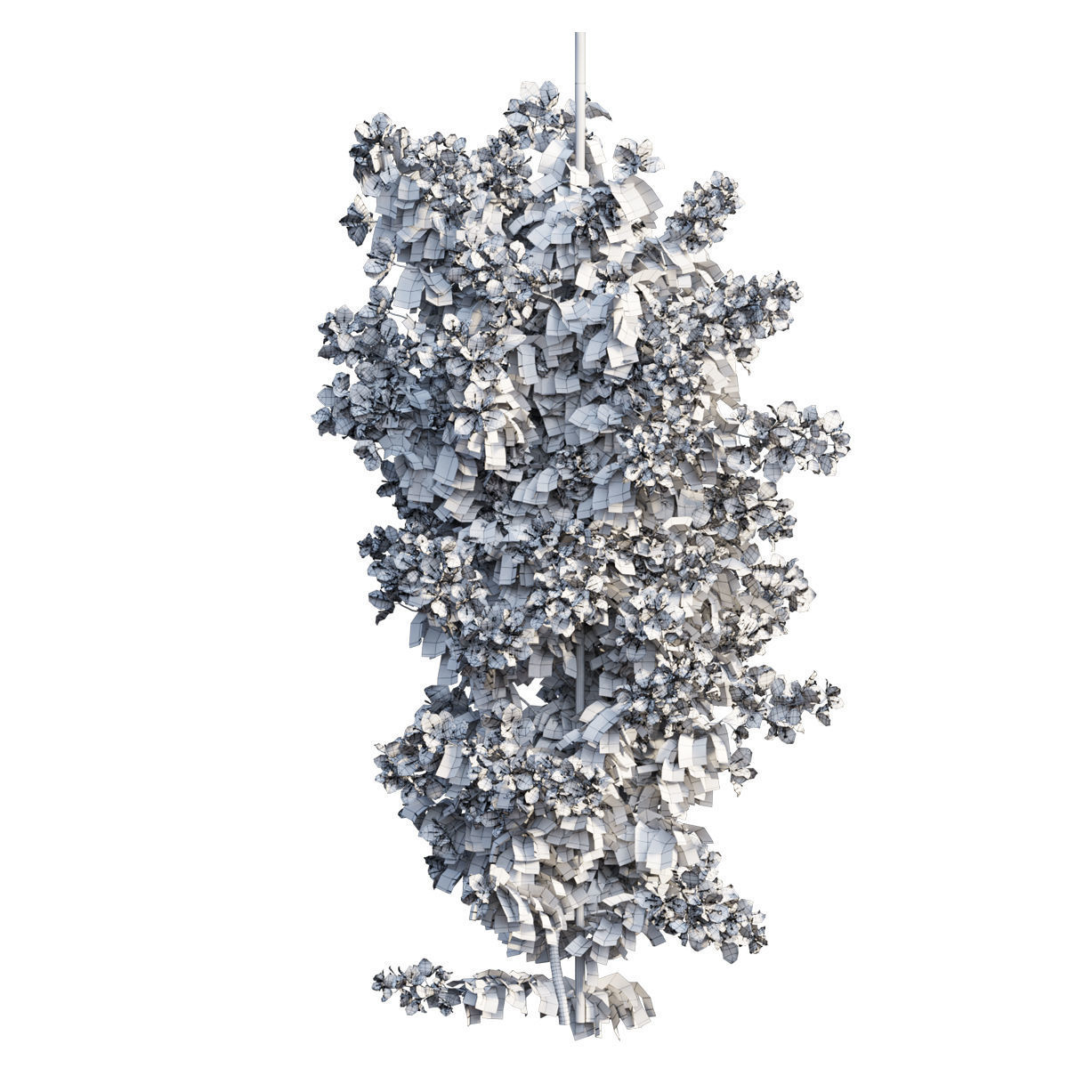 Bougainvillea  plant set 39 3D model_1