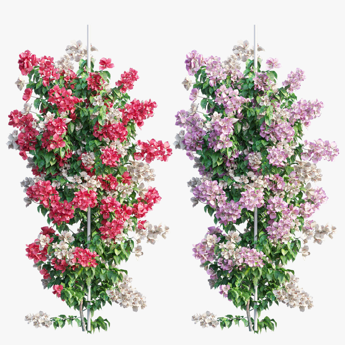 Bougainvillea  plant set 39 3D model_2