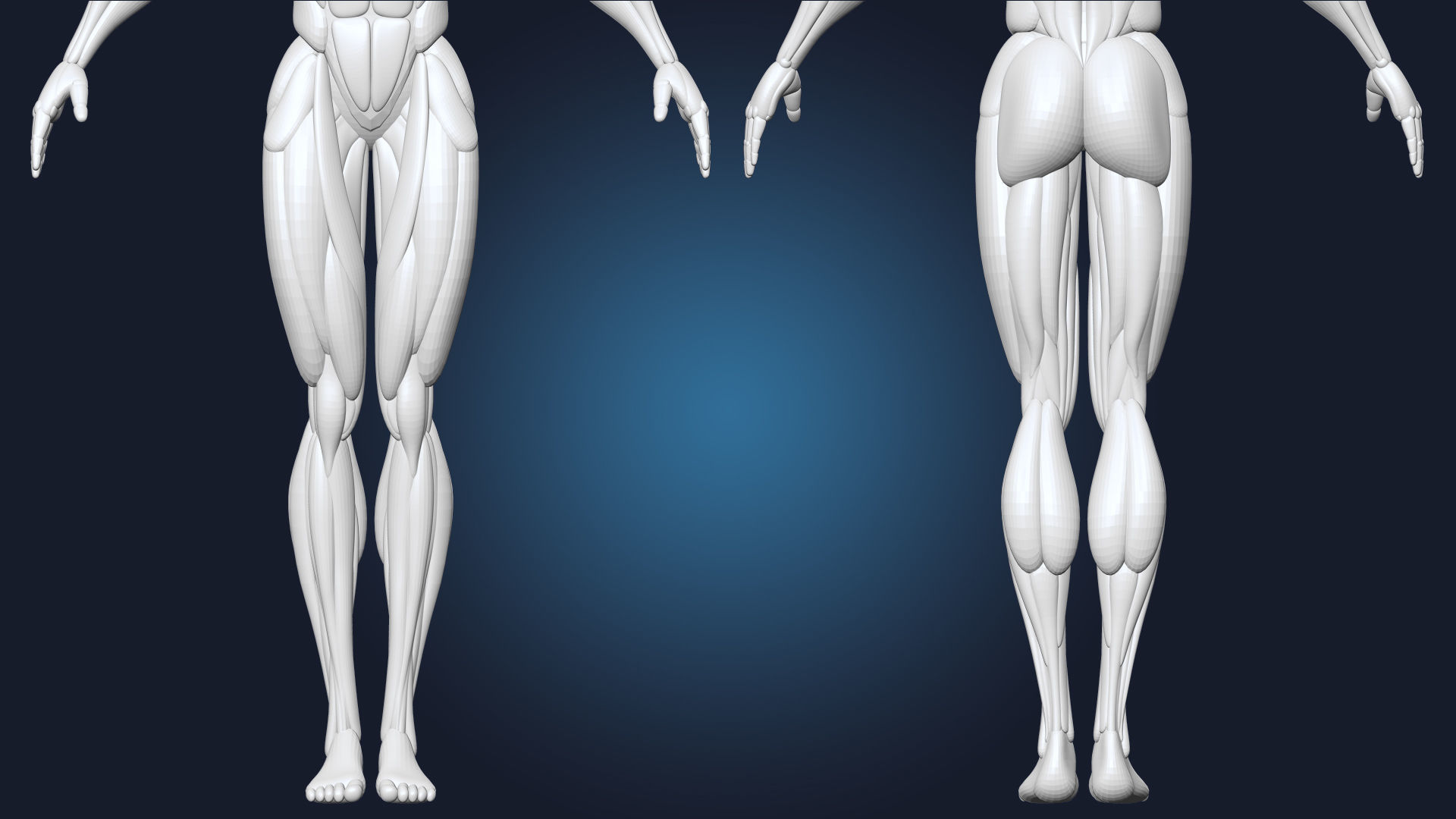 Stylized Male Basemesh Anatomy Blockout Vol 01 Free 3D model_6