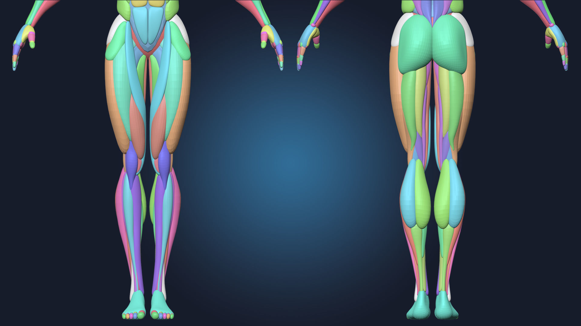 Stylized Male Basemesh Anatomy Blockout Vol 01 Free 3D model_5