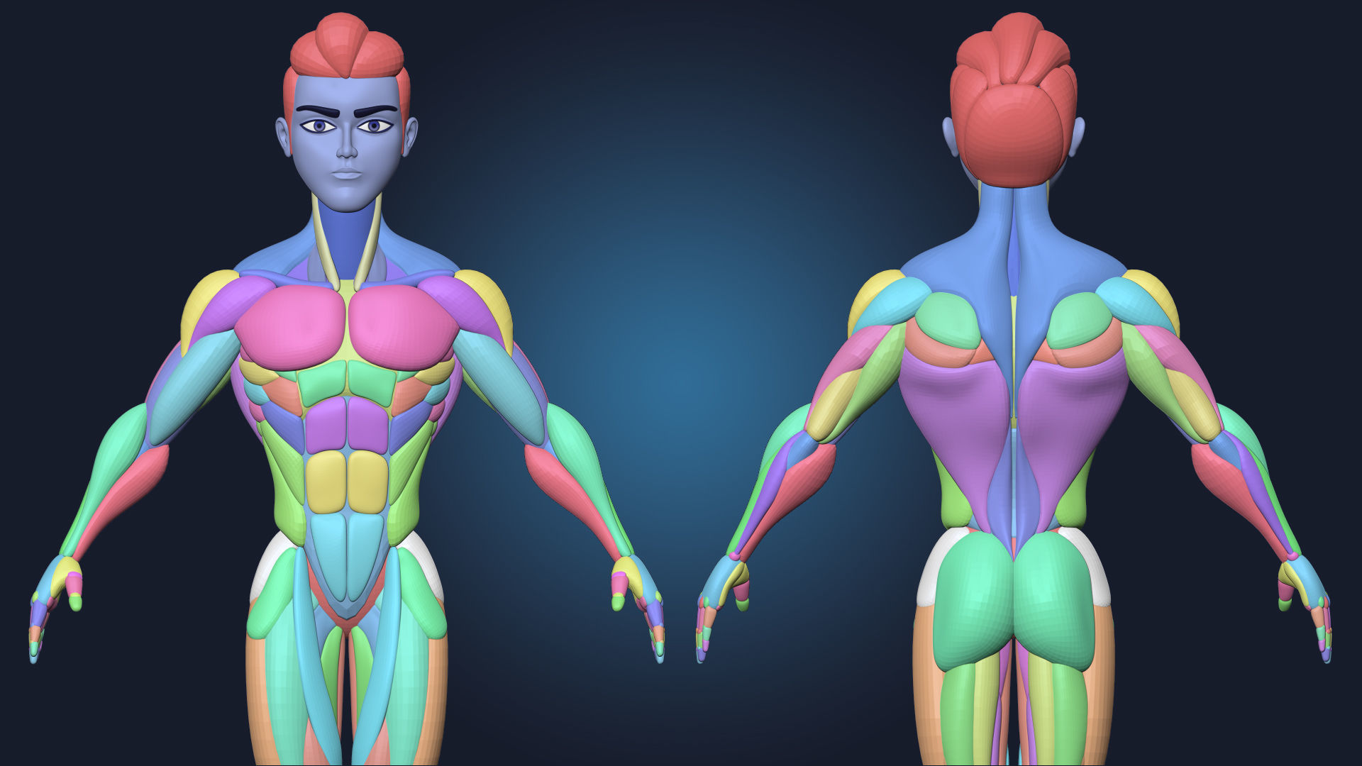 Stylized Male Basemesh Anatomy Blockout Vol 01 Free 3D model_3