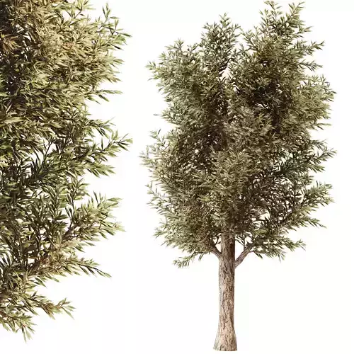 tree01 tree 3D model