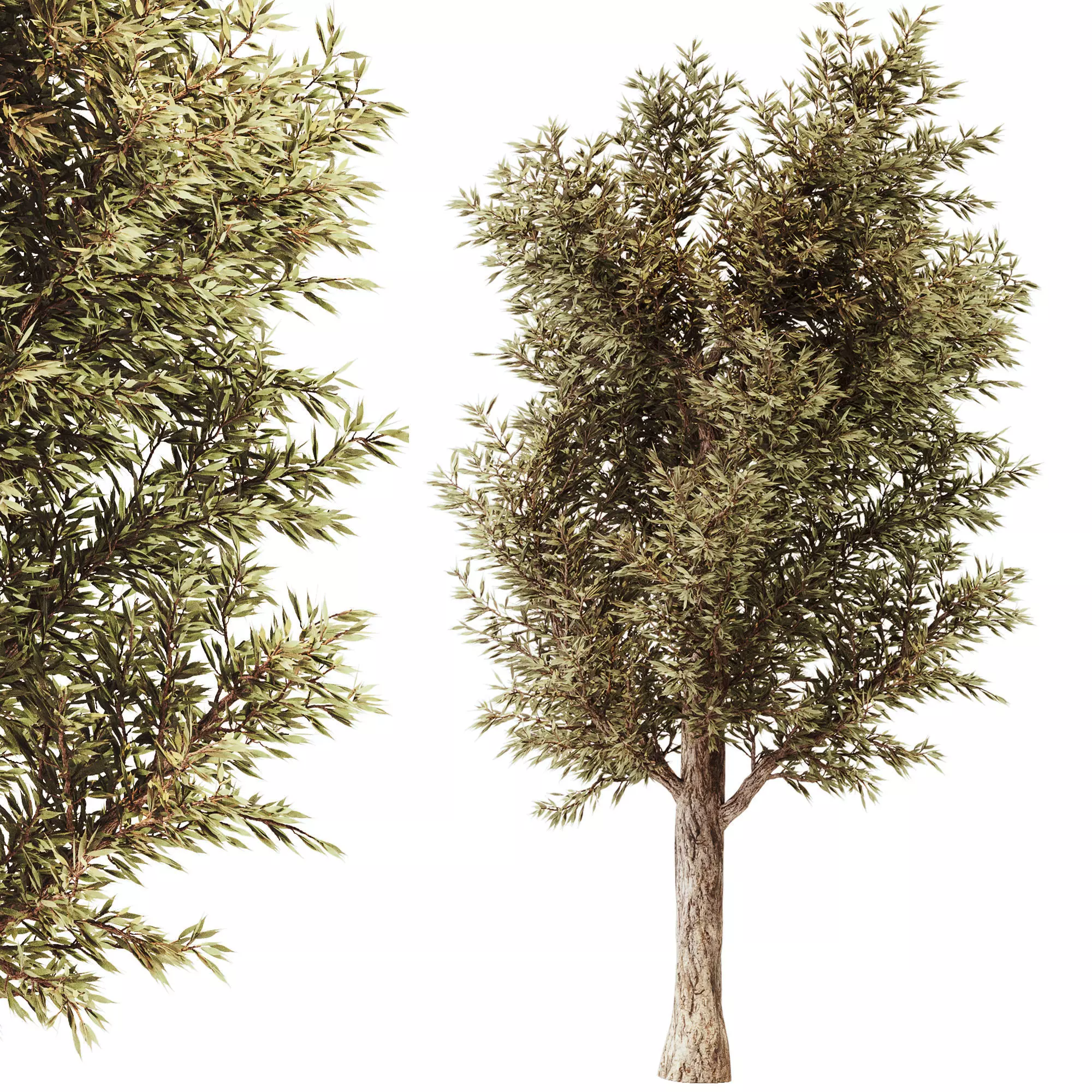 tree01 tree 3D model_0