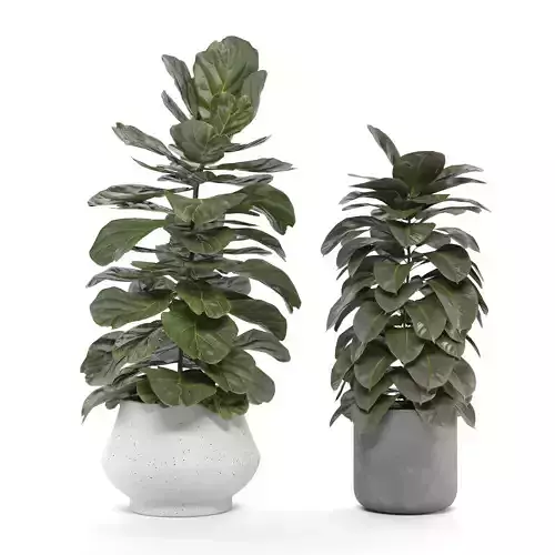 Indoor Plants Set 01