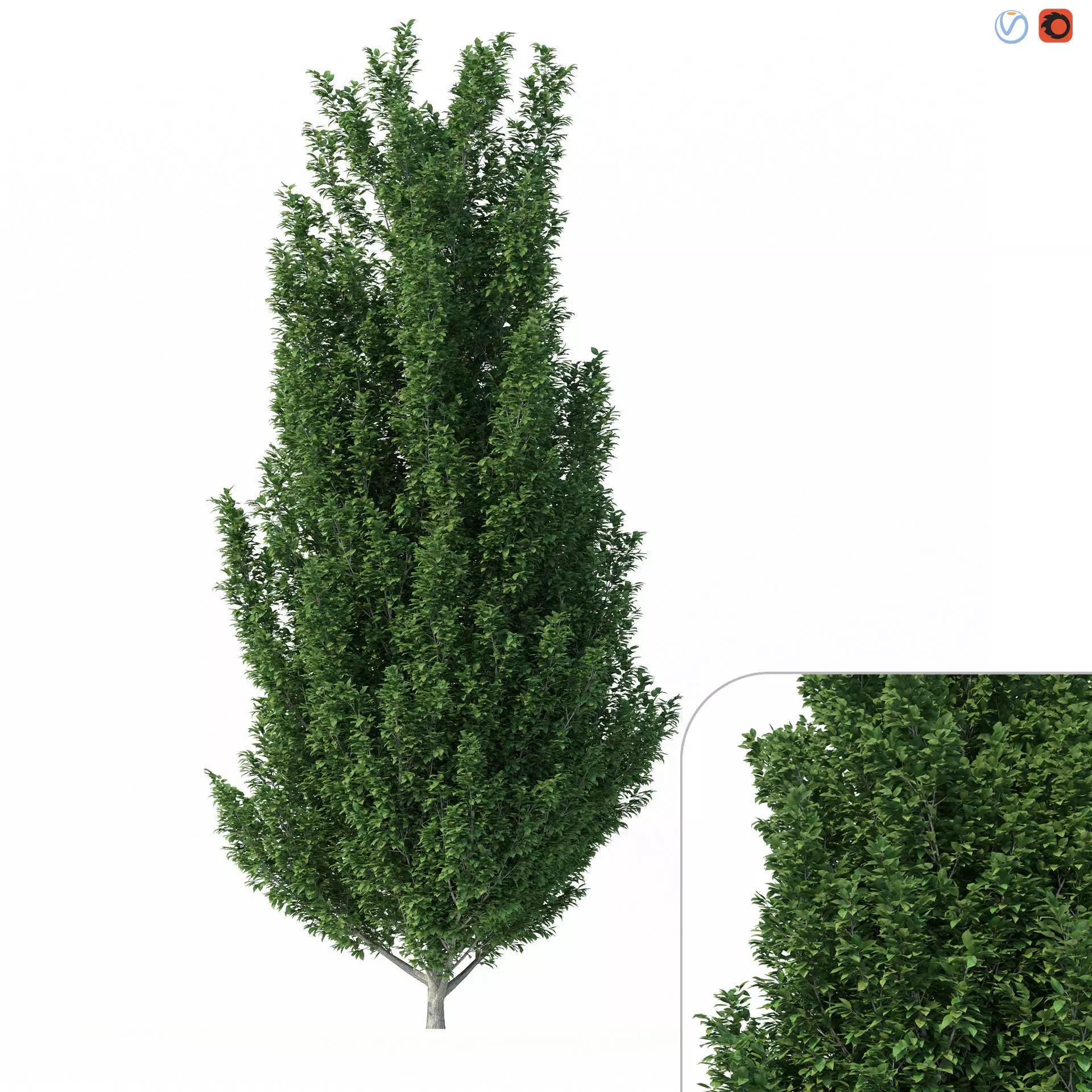 Carpinus Betulus Tree No 1 3D model