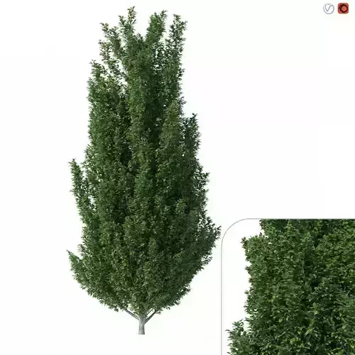 Carpinus Betulus Tree No 1