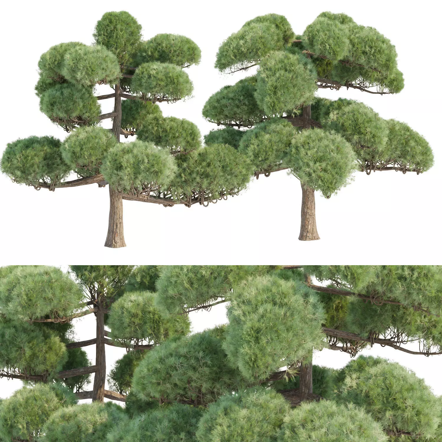 Niwaki trees for garden vol 151 3D model