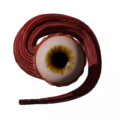 Realistic Procedural Eye 3D model_0