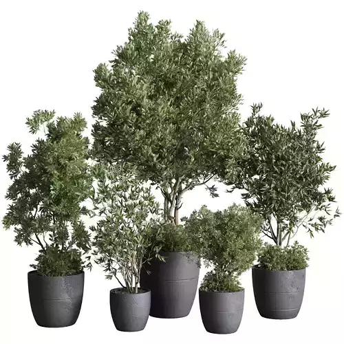 outdoor plant set 133 tree olive in a dirty concrete vase Low-poly 3D model