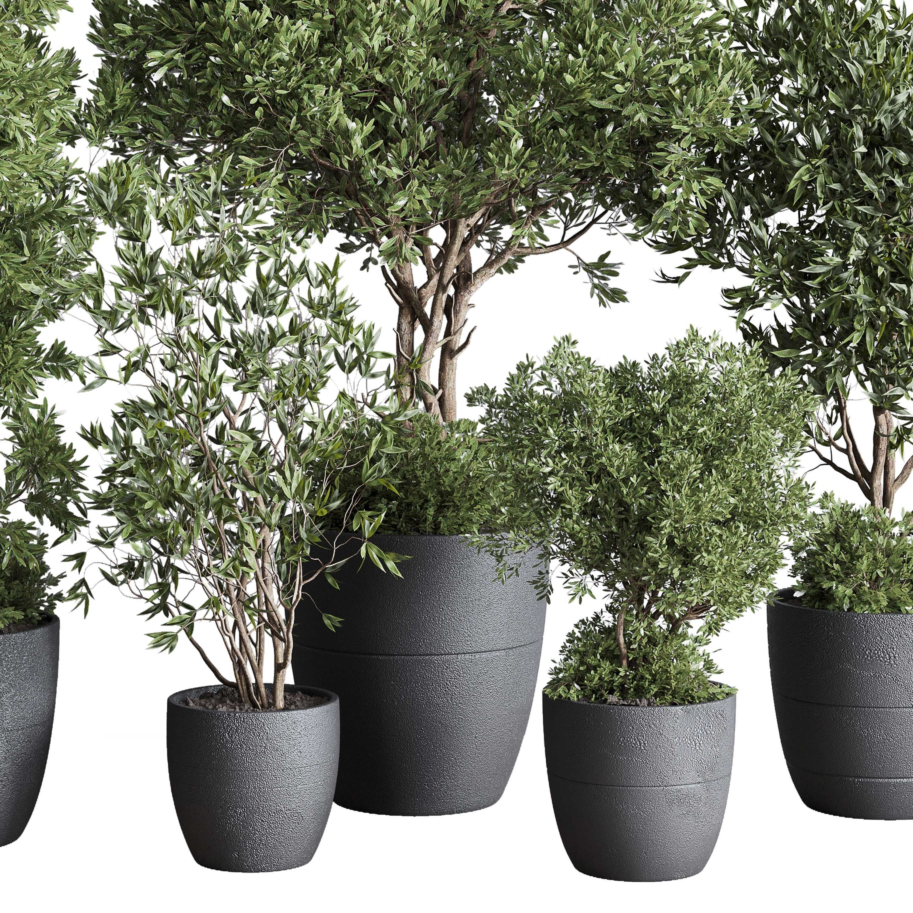 outdoor plant set 133 tree olive in a dirty concrete vase Low-poly 3D model_4