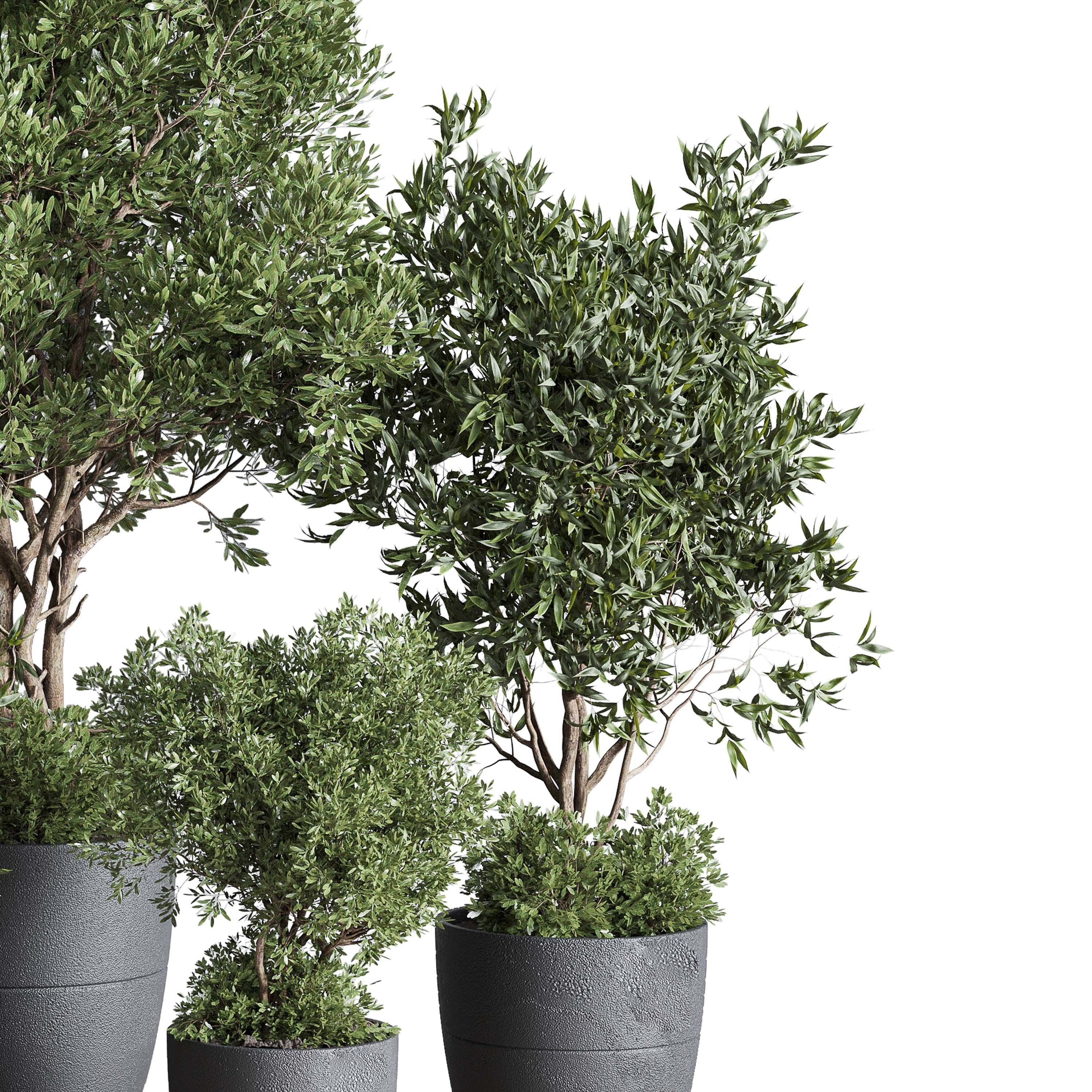 outdoor plant set 133 tree olive in a dirty concrete vase Low-poly 3D model_3