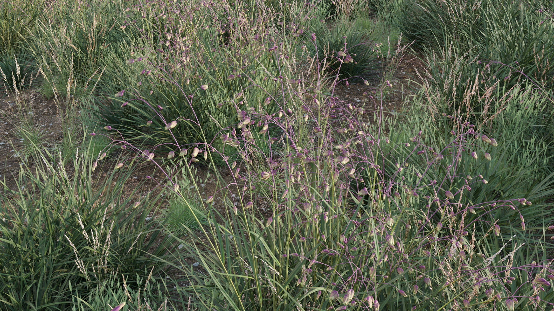 Briza media - Quaking Grass 02 3D model_3
