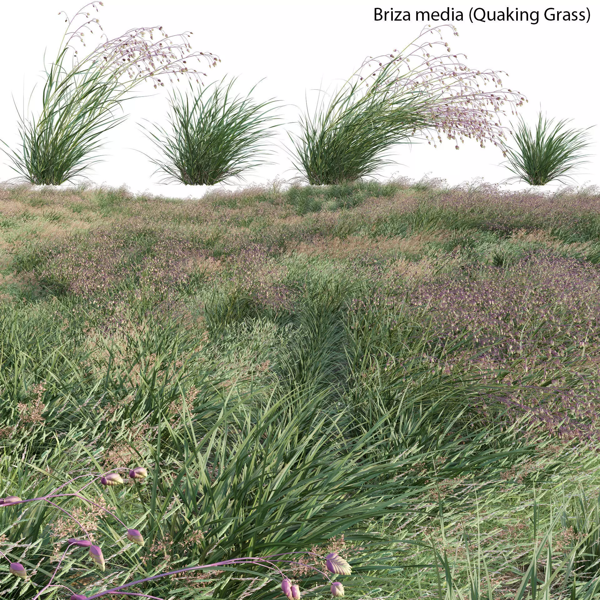 Briza media - Quaking Grass 02 3D model_0
