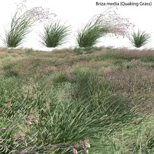 Briza media - Quaking Grass 02 3D model