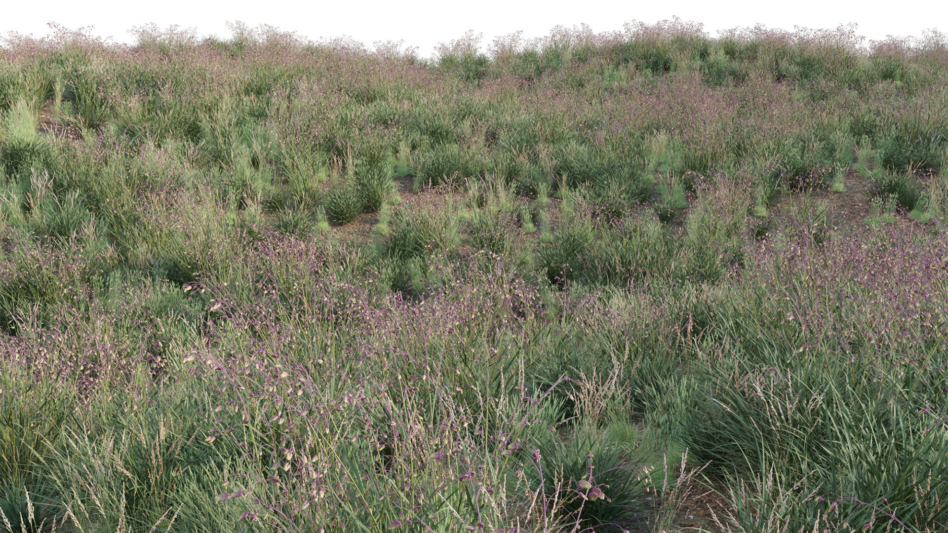 Briza media - Quaking Grass 02 3D model_2