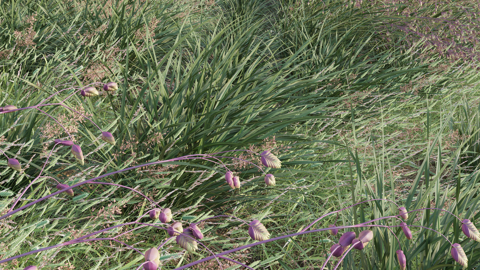 Briza media - Quaking Grass 02 3D model_5