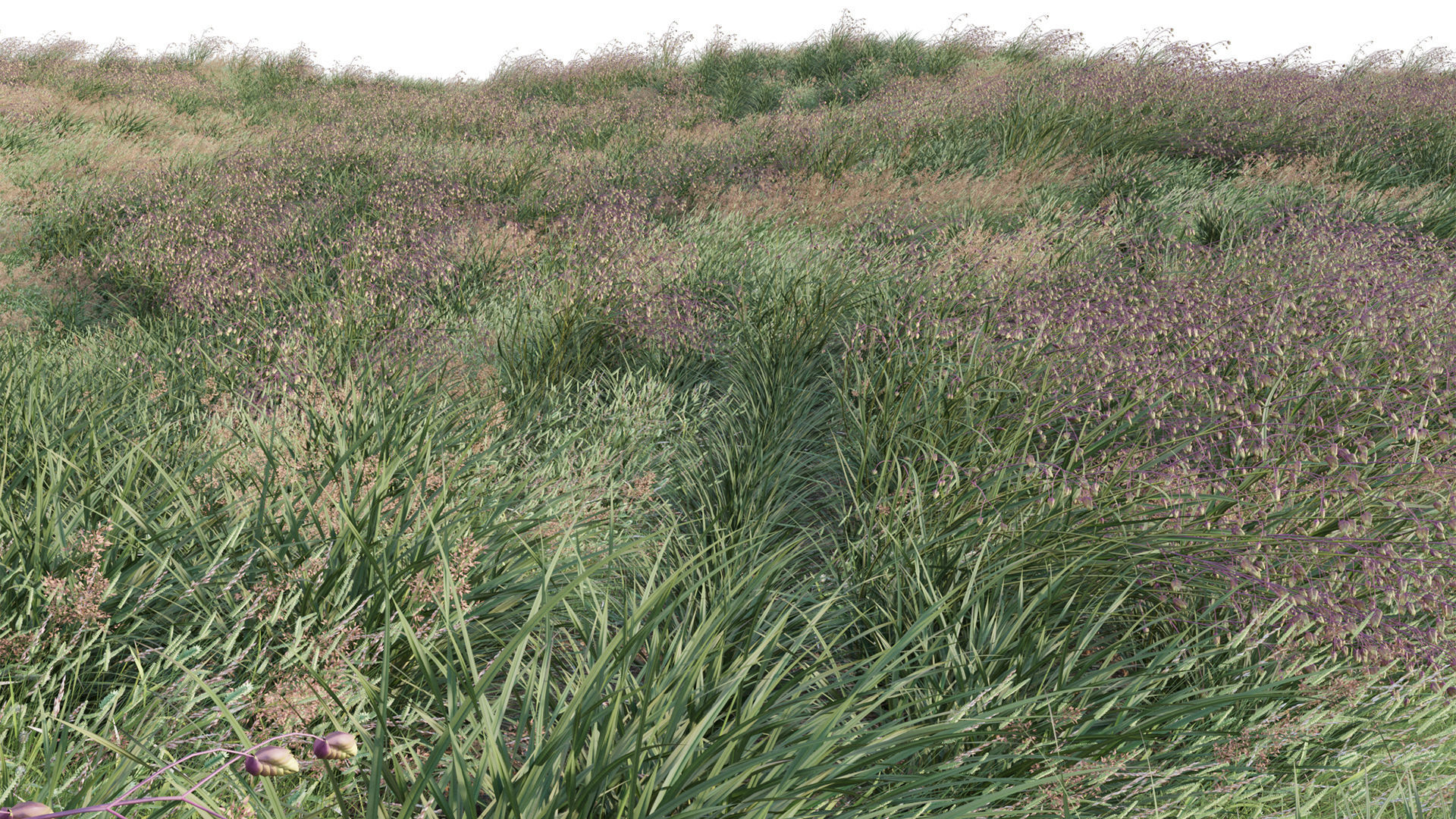 Briza media - Quaking Grass 02 3D model_4