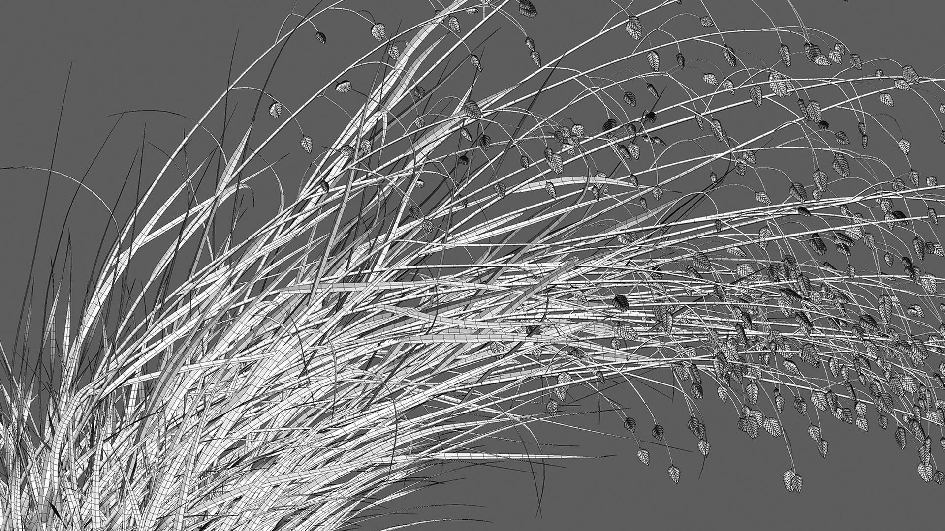 Briza media - Quaking Grass 02 3D model_6