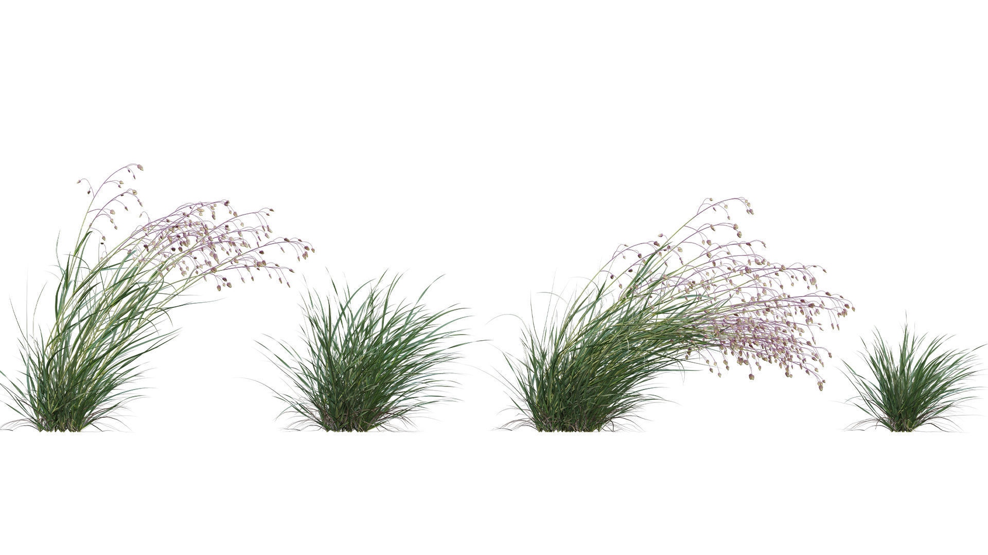 Briza media - Quaking Grass 02 3D model_1
