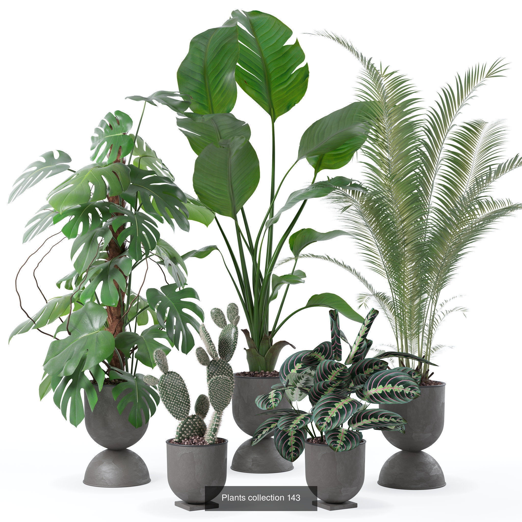 20 Photorealistic Flowers for Interiors - set 118 130 141 143 3D Model Collection_3