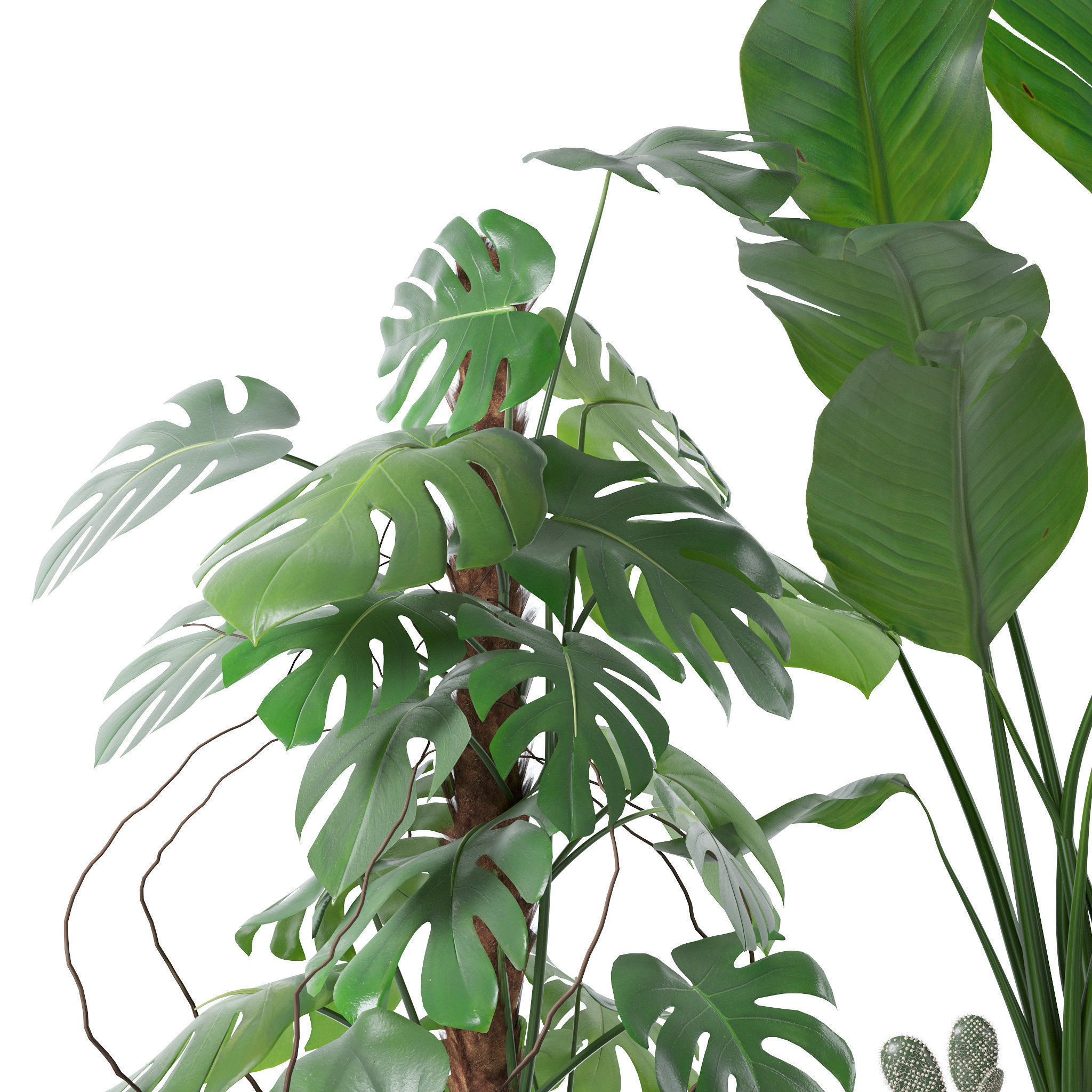 20 Photorealistic Flowers for Interiors - set 118 130 141 143 3D Model Collection_40