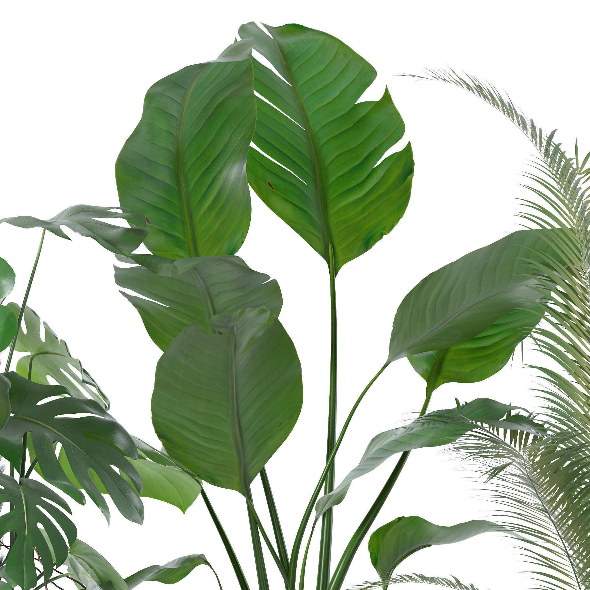 20 Photorealistic Flowers for Interiors - set 118 130 141 143 3D Model Collection_43