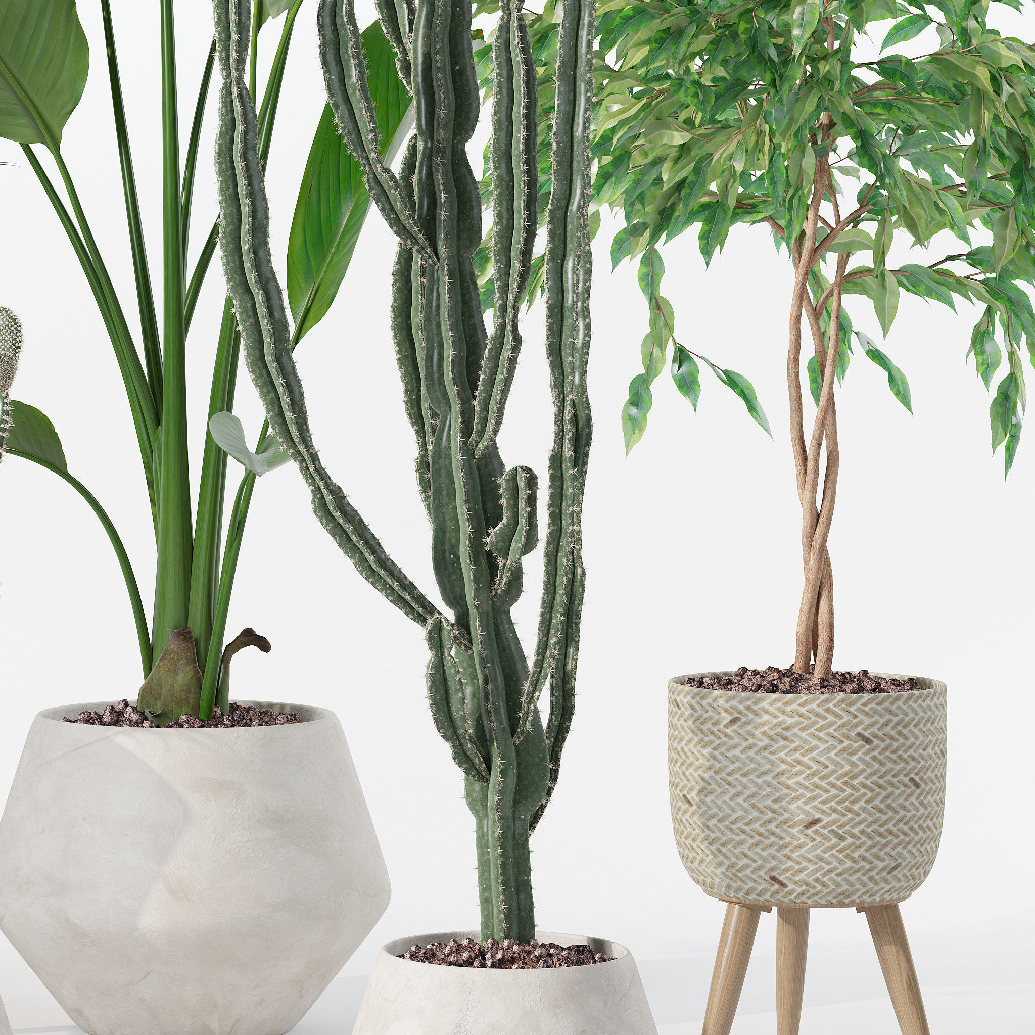 20 Photorealistic Flowers for Interiors - set 119 127 134 142 3D Model Collection_7