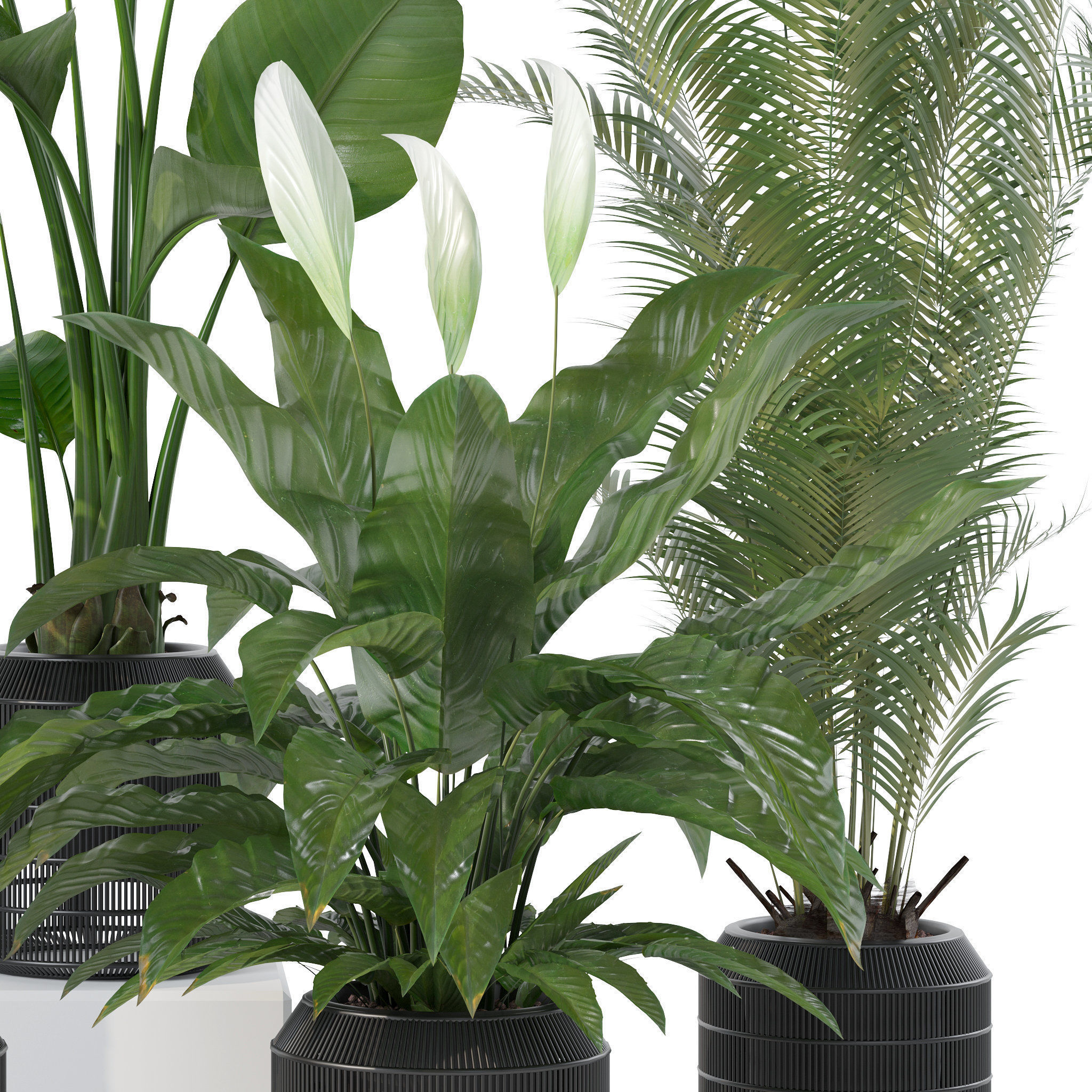 20 Photorealistic Flowers for Interiors - set 119 127 134 142 3D Model Collection_25