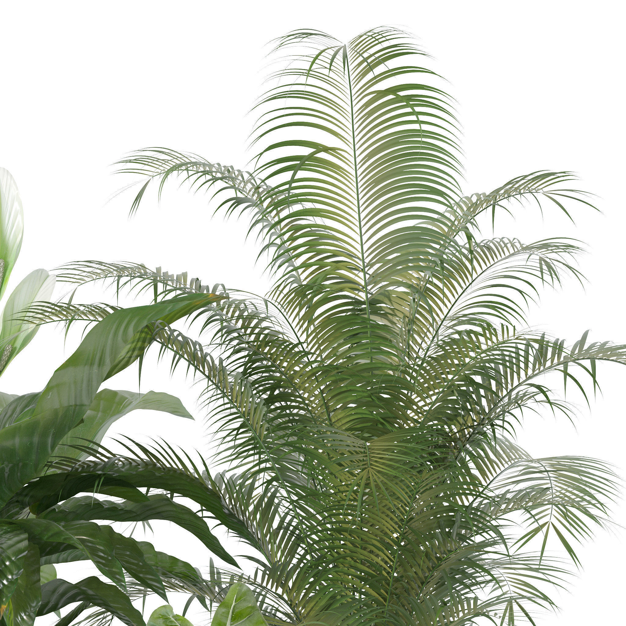 20 Photorealistic Flowers for Interiors - set 120 123 136 140 3D Model Collection_32