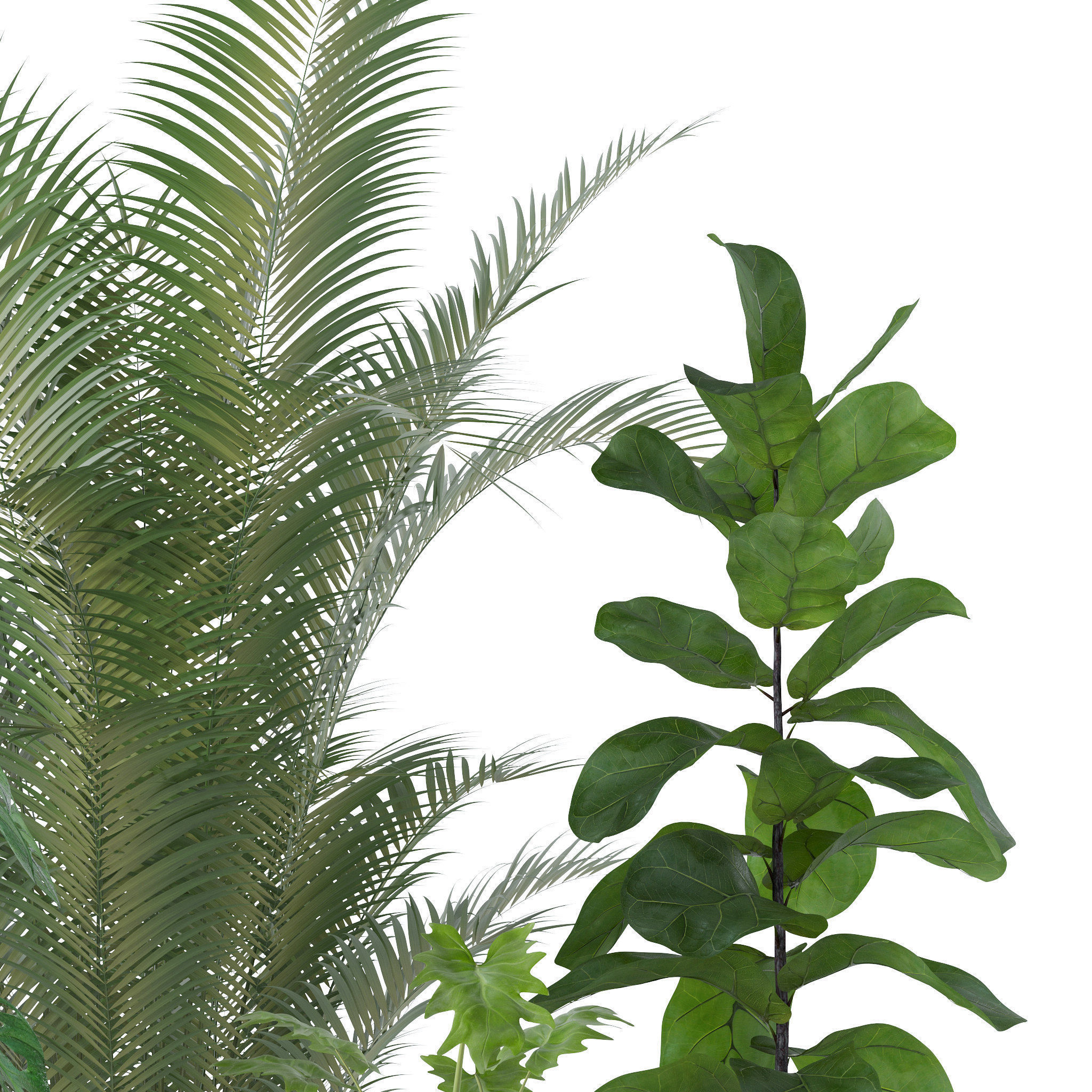 20 Photorealistic Flowers for Interiors - set 120 123 136 140 3D Model Collection_29