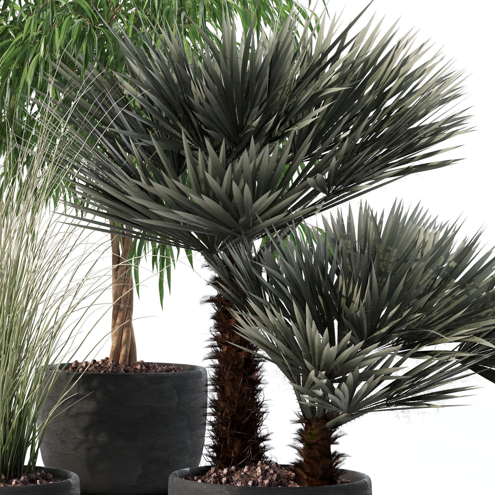 20 Photorealistic Flowers for Interiors - set 120 123 137 142 3D Model Collection_36