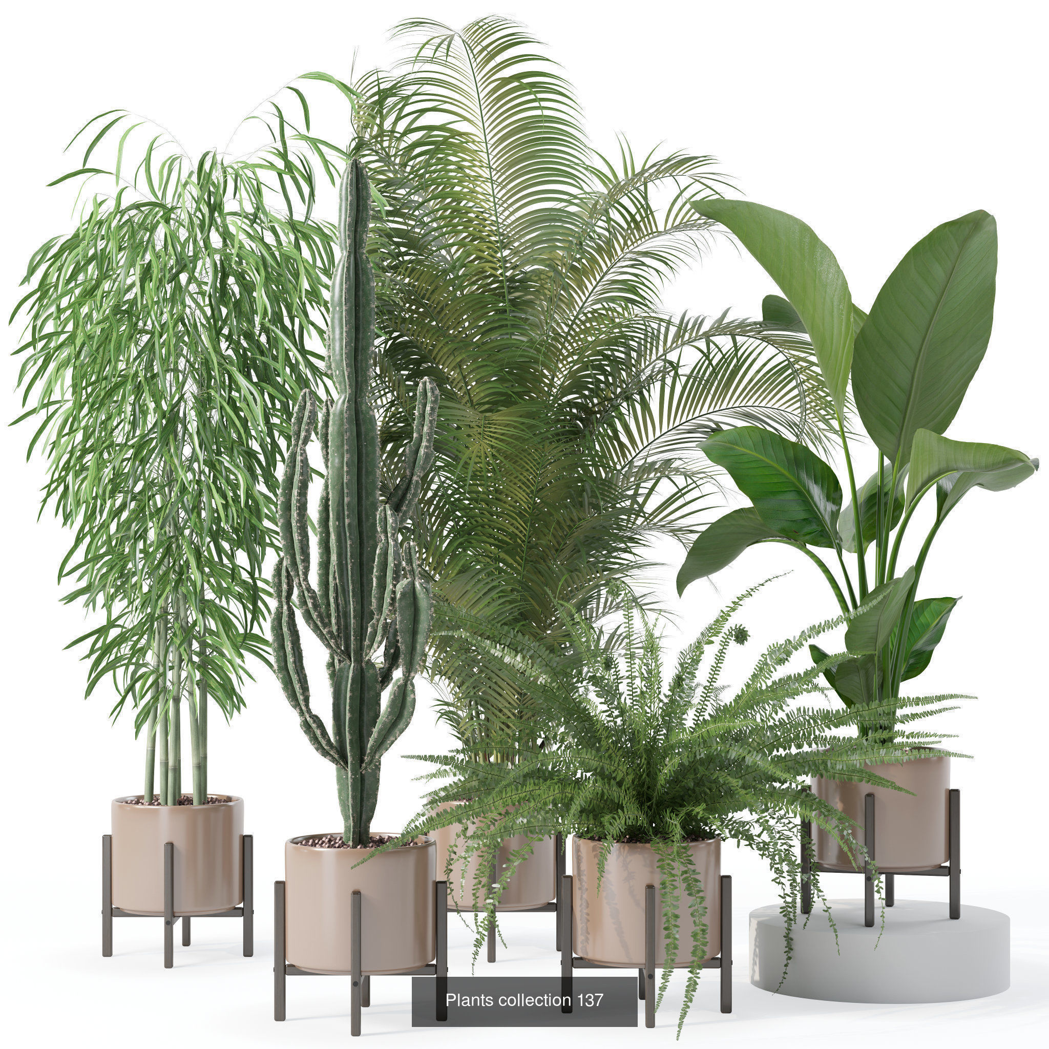 20 Photorealistic Flowers for Interiors - set 120 123 137 142 3D Model Collection_3