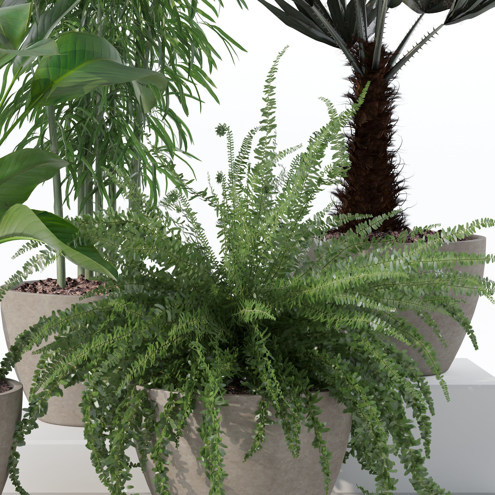 20 Photorealistic Flowers for Interiors - set 121 125 128 132 3D Model Collection_29