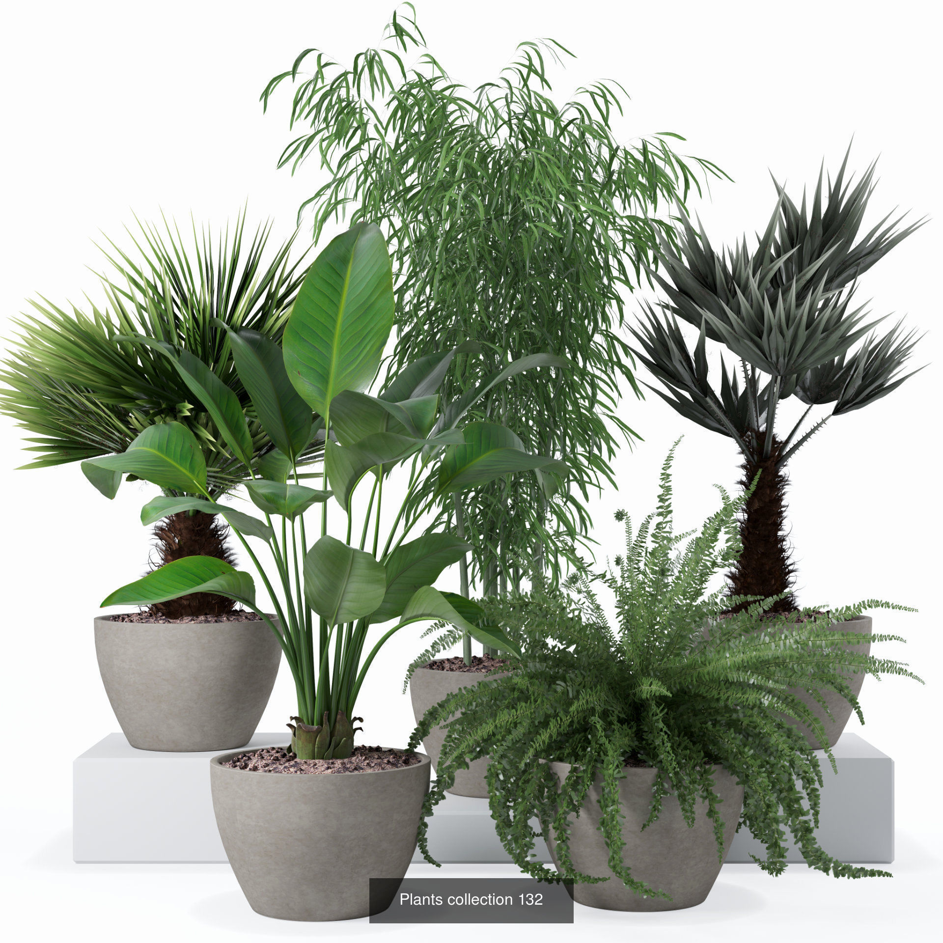 20 Photorealistic Flowers for Interiors - set 121 125 128 132 3D Model Collection_4