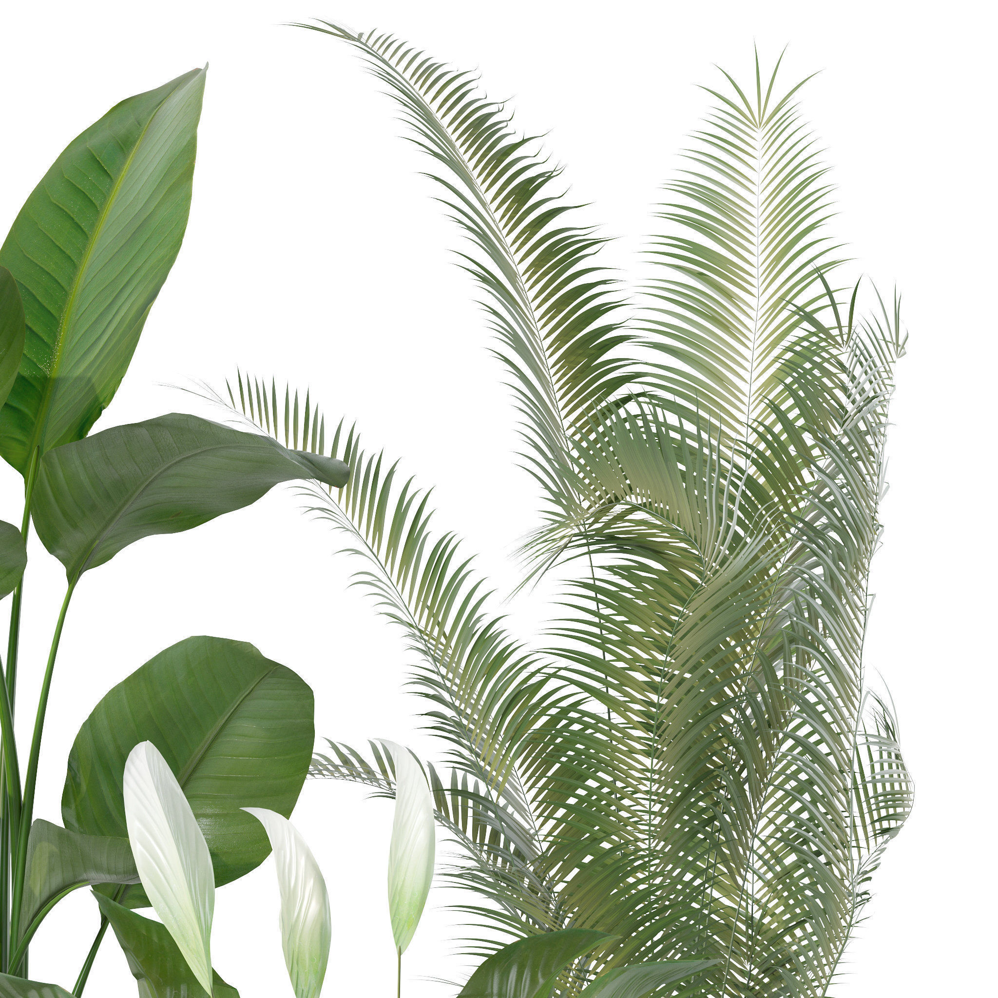 20 Photorealistic Flowers for Interiors - set 121 128 134 141 3D Model Collection_21