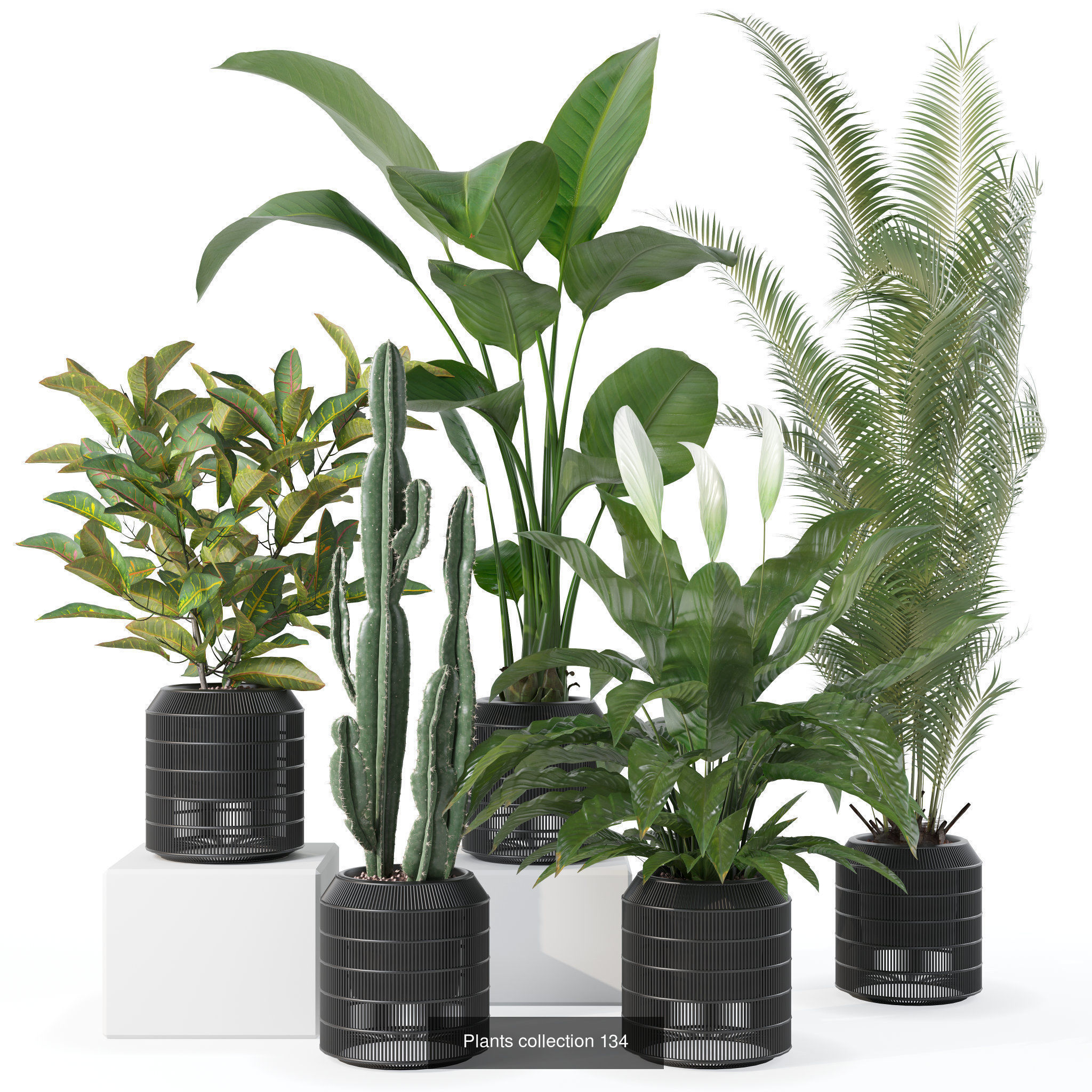 20 Photorealistic Flowers for Interiors - set 121 128 134 141 3D Model Collection_3