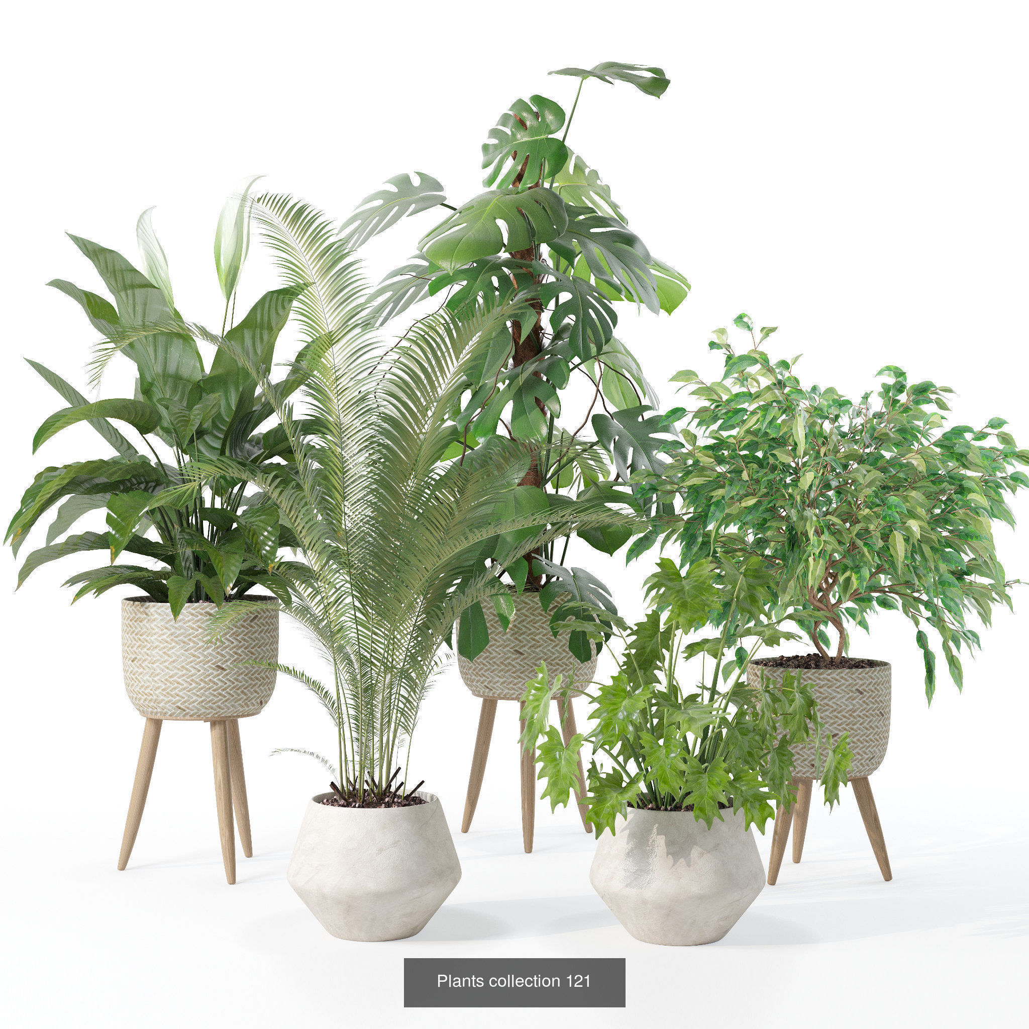 20 Photorealistic Flowers for Interiors - set 121 128 134 141 3D Model Collection_1